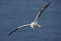 Basstoelpel im Flug diagonal