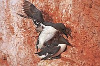 Trottellummen bei der Paarung