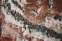 Trottellummen bruetende