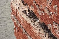 Trottellummen Dreizehenmoewen