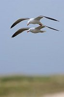 Heringsmoewen Doppeldecker