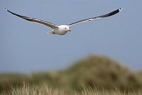 Heringsmoewe ueber Duene