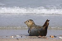 Seehund am Spuelsaum