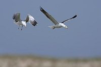 Heringsmoewen 2 im Flug