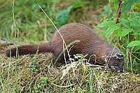 Europaeischer Nerz riechend