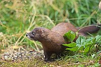 Europaeischer Nerz verharrend