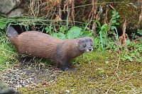 Europaeischer Nerz vor Roehre