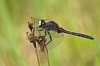 Nordische Moosjungfer Seitenan