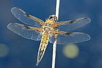 Vierfleck Libelle auf Halm