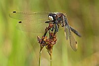 Nordische Moosjungfer von vorn