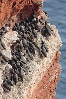 Trottellummen auf Felssims