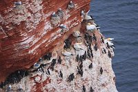 Lummenfelsen mit Seevoegeln