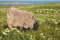 Heidschnucke Oberland Helgolan