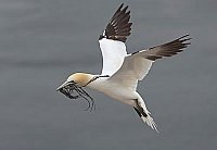 Basstoelpel Nistmaterial flieg