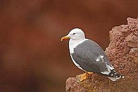 Heringsmoewe auf rotem Felsen