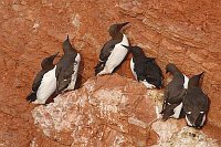 Trottellummen auf rotem Fels