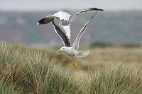 Heringsmoewe 2 streitend