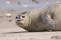 Seehund Kopfportrait