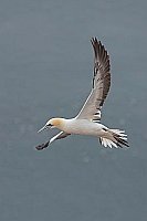 Basstoelpel im Flug Hochf