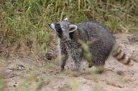 Waschbaer hochschauend