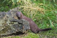 Europaeischer Nerz am Totholz