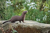Europaeischer Nerz auf Felsen