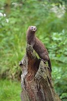 Europaeischer Nerz Ausguck