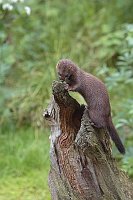 Europaeischer Nerz a Baumstump