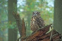 Uhu auf abgebrochenem Stamm