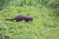 Europaeischer Nerz Jungtier