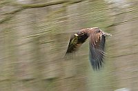 Seeadler im Flug mitgezogen