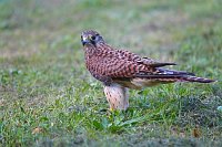 Turmfalke Jungvogel auf Wiese