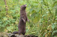 Europaeischer Nerz aufrecht st