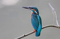 Eisvogel aufrechte Haltung