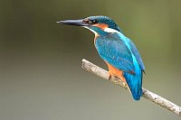 Eisvogel gespannte Haltung