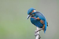 Eisvogel sich kratzend