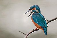 Eisvogel Speiballen ausspucken