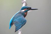 Eisvogel Fluegel oeffnend