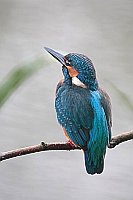 Eisvogel sich ausruhend