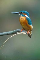 Eisvogel auf Sitzwarte