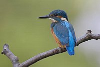 Eisvogel Seitenansicht