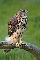 Habicht auf Totholz