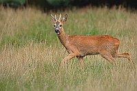 Rehbock J�hrling gehend