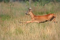 Rehbock J�hrling im Sprung