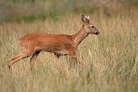 Rehbock J�hrling sich belecken