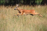 Rehbock J�hrling springend