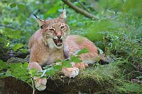 Luchs liegend gaehnend