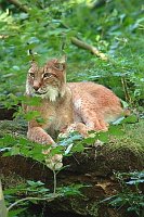 Luchs ruhend
