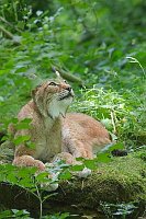 Luchs ruhend hochschauend