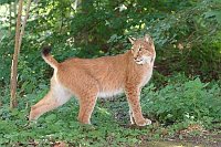 Luchs sich umdrehend